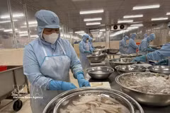 Procesamiento de productos de pescado Duc (sillaginidae) para su exportación al mercado japonés en la empresa Tu Hai, distrito de Phuoc Thang. (Foto: VNA)