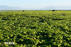 Explorando los verdes campos de algas marinas de Khanh Hoa