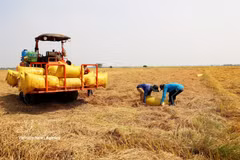 Cosecha del arroz de invierno-primavera en An Giang. (Foto: VNA)
