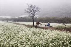 Moc Chau - Pradera primaveral entre nubes del noroeste de Vietnam 