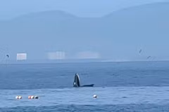 Ballena avistada en Nha Trang. (Fuente: VNA)