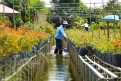 Cultivo de flores en espalderas: Tradición de la aldea Sa Dec