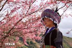 Flores “To day” pintan de rosa el montañoso distrito de Mu Cang Chai