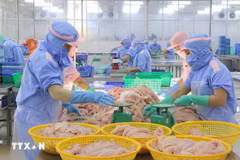 Procesamiento de pescado Tra para exportación. (Foto: VNA)