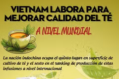 Vietnam labora para mejorar calidad del té a nivel mundial