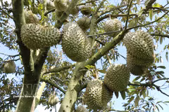 La calidad de los durianes de Lam Dong mejora constantemente gracias a la estandarización de los procesos de producción, los controles de seguridad alimentaria y la trazabilidad. (Foto: VNA)