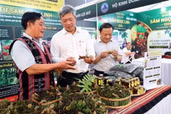 Noche festiva del ginseng de Ngoc Linh: una experiencia de la cultura 