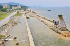 La provincia de Thanh Hoa está acelerando urgentemente la construcción de diques y terraplenes críticos. (Fuente: VNA)