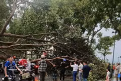 Localidades de la provincia de Lao Cai sufrieron una fuerte tormenta que provocó la caída de numerosos árboles y el derrumbe de los tejados de cientos de casas. (Foto: VNA)