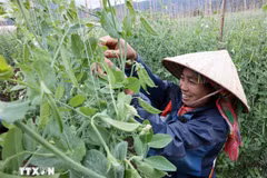 Los modelos de producción agrícola han apoyado a los hogares pobres y casi pobres en la aplicación de la ciencia y la tecnología, mejorando la productividad y la calidad de los productos. (Fuente: VNA)