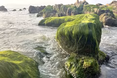 Fenómeno natural tiñe de verde la playa Co Thach-Binh Thanh