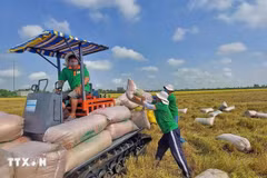Agricultores del distrito de Thoai Son (provincia de An Giang) cosechan arroz. (Fuente: VNA)