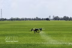 Agricultores de An Giang utilizan drones para atender sus campos. (Fuente:VNA)