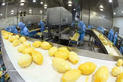 Línea de procesamiento de productos de mango congelados para exportación en la fábrica de Frutas y Verduras de An Giang (ANTESCO), comuna de Chau Phu, provincia de An Giang. (Fuente: VNA)
