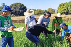 Expertos filipinos investigan formas de mejorar la eficiencia de la producción de arroz. (Foto: PIA.GOV.PH)