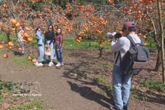 Turistas en Moc Chau, provincia de Son La. (Fuente: VNA)