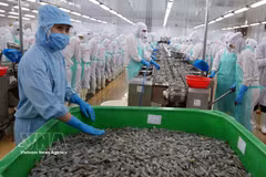El procesamiento de camarones para la exportación genera importantes ingresos para la provincia de Ca Mau. (Foto: VNA)