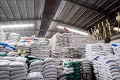 Almacén de arroz para exportación en la compañía Duong Vu, distrito de Thu Thua (Long An). (Foto: VNA)