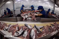 Estados Unidos mantiene en cero arancel antidumping para el pescado vietnamita 