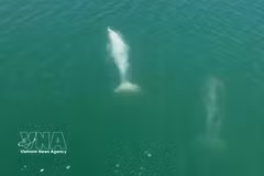 Delfines nadando. (Fuente: VNA)