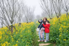 Turistas visitan Fansipan para admirar el “mar” de flores amarillas de mostaza 