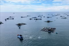 Modelo de cultivo de mariscos en jaulas en Ninh Thuan. (Foto: VNA)