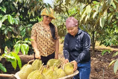 Cosecha de durian cultivado según los estándares VietGAP en la comuna de Ia Mo Nong (Chu Pah, Gia Lai). (Foto: VNA)
