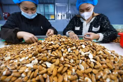 Clasificación y procesamiento de almendras para exportación en la fábrica de la empresa Gold Tree Food Vietnam (100% de propiedad china), ubicada en el Parque Industrial Tu Ha, ciudad de Hue. (Foto: VNA)