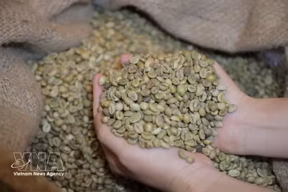 El café robusta de Vietnam (Foto: VNA)