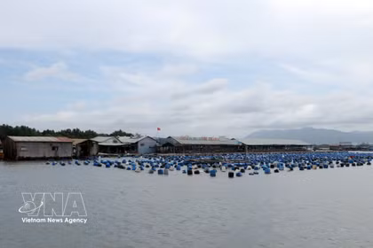 Las granjas de mariscos del río Rang (comuna de Long Son) se han modernizado y beneficiado enormemente de la transformación digital, utilizando la tecnología en la producción y la venta en línea. (Foto: VNA)