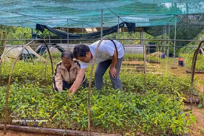 Los miembros de la Cooperativa de Hierbas Medicinales de Anh Duong (comuna de Tay Giang) cuidan las plántulas de hierbas medicinales. (Foto: VNA)
