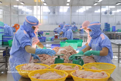 Procesamiento de productos acuícolas para la exportación en la provincia de An Giang. (Foto: VNA)