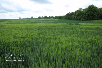 Un campo de trigo verde en Meserburg, Sajonia-Anhalt (Alemania). (Foto: VNA)