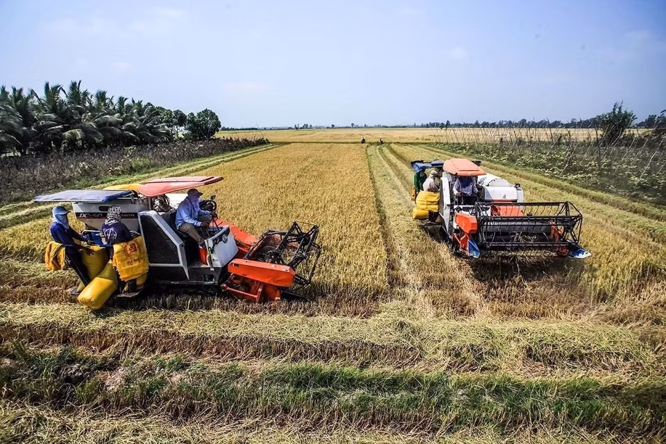 De una zona con suelo salino, desde 1988, el Cuadrángulo Long Xuyen experimentó una fuerte transformación económica gracias a la inversión estatal, convirtiéndose en un centro agrícola clave para el Delta del Mekong y el país. (Foto: VNA)