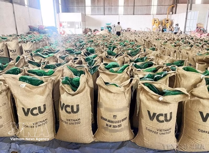 Granos de café robusta de alta calidad producidos por la empresa Vietnam Coffee United, en la provincia de Gia Lai, para su exportación a los mercados internacionales. (Foto: VNA)