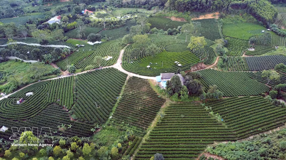 Colina de té en la aldea de Goc Gao, comuna de Vo Tranh, provincia de Thai Nguyen. (Foto: VNA)