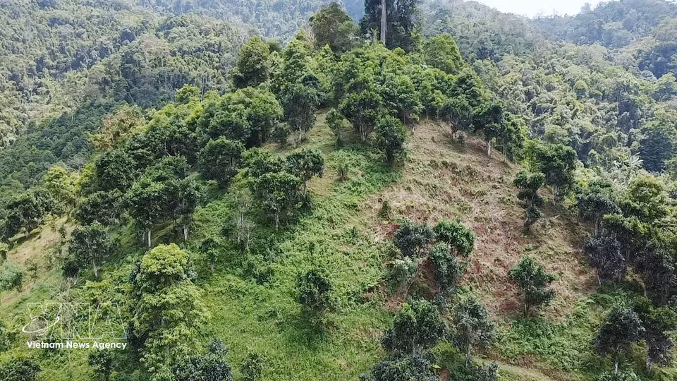 Colinas de té ancestral de la variedad Shan Tuyet, de entre 70 y 120 años, en la comuna de Dong Phuc, provincia de Thai Nguyen. (Foto: VNA)