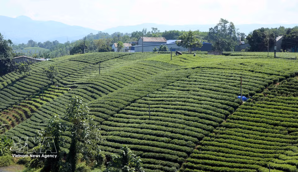 La mayor parte de las colinas de té de Thai Nguyen se cultivan siguiendo normas orgánicas y los estándares VietGAP. (Foto: VNA)