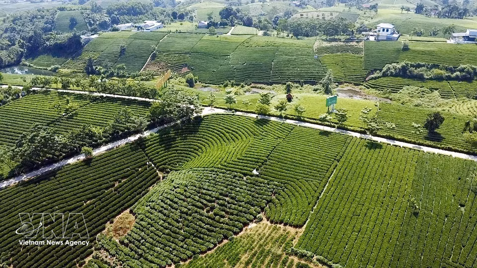 Colina de té en la comuna de La Bang, provincia de Thai Nguyen. (Foto: VNA)
