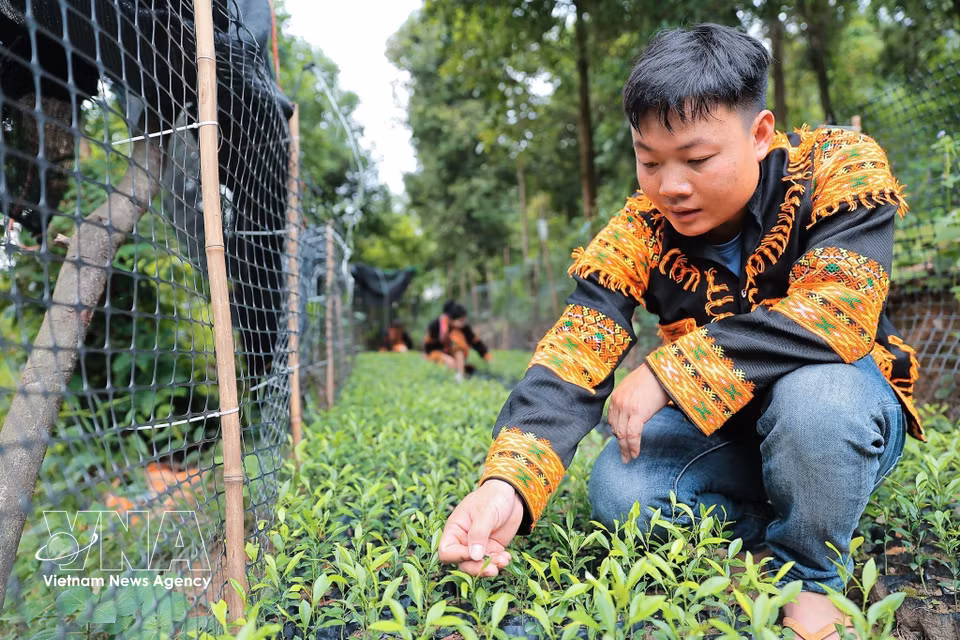 Hoang Phuc Thang, director de la Cooperativa Ecoagrícola de Mau Son, inspecciona el crecimiento de un vivero de limones silvestres en la comuna de Mau Son, provincia de Lang Son. (Foto: VNA)