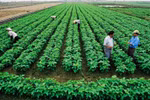 El desarrollo agrícola sostenible no puede prescindir del papel de las cooperativas. (Foto ilustrativa. Fuente: vneconomy.vn)