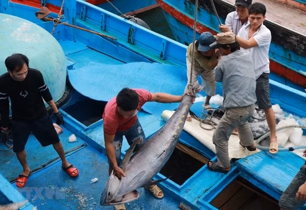 Los marineros clasifican los pescados el puerto de Hon Ro, provincia de Khanh Hoa. (Foto: VNA)