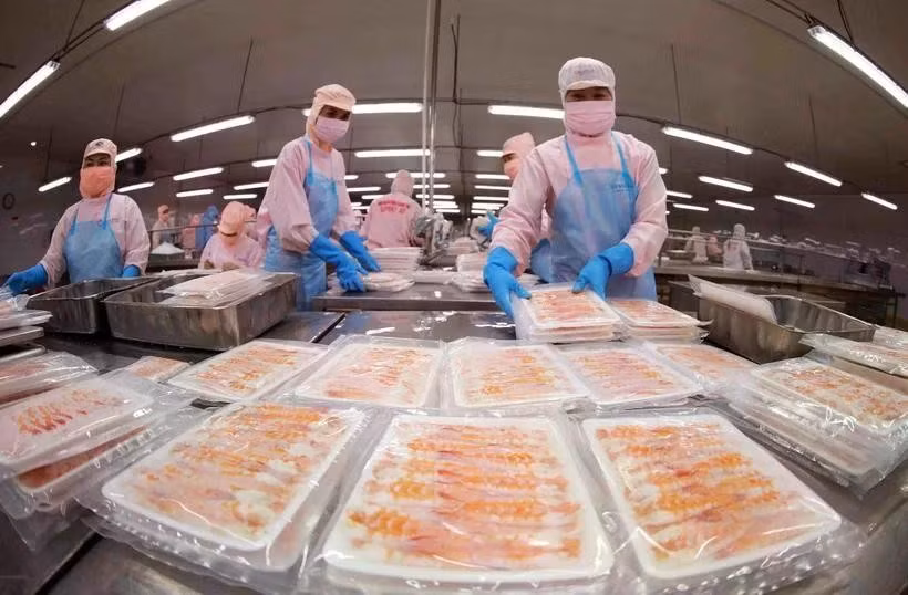 Procesamiento de camarones para la exportación (Foto: VNA)
