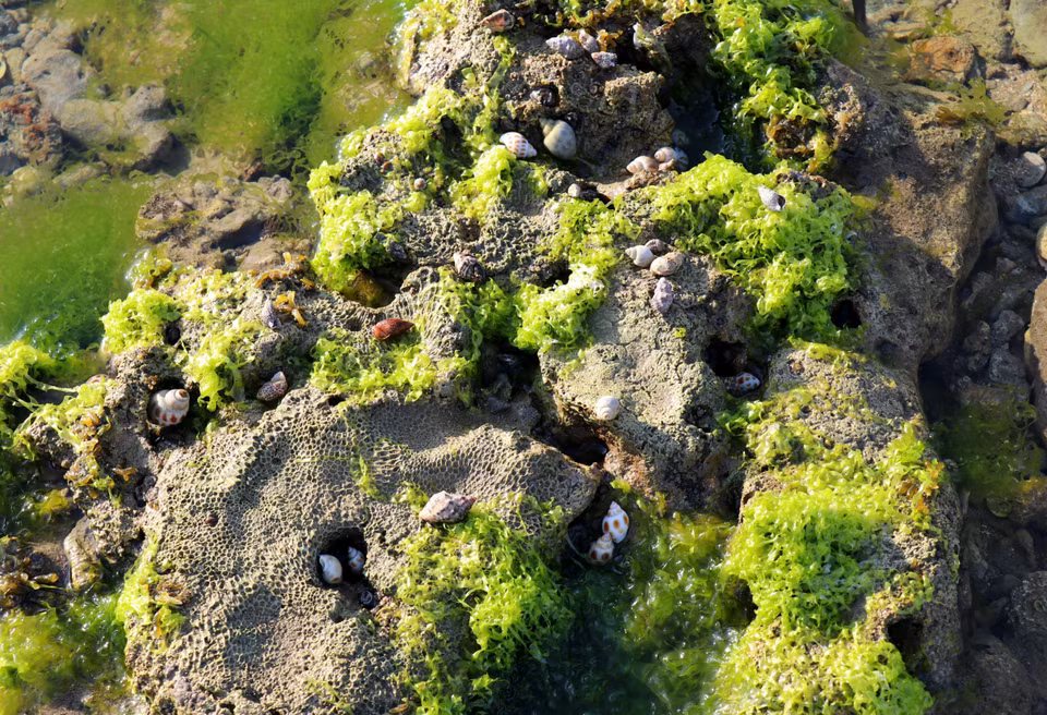 En las capas de algas viven caracoles y otras criaturas (Foto: VNA)