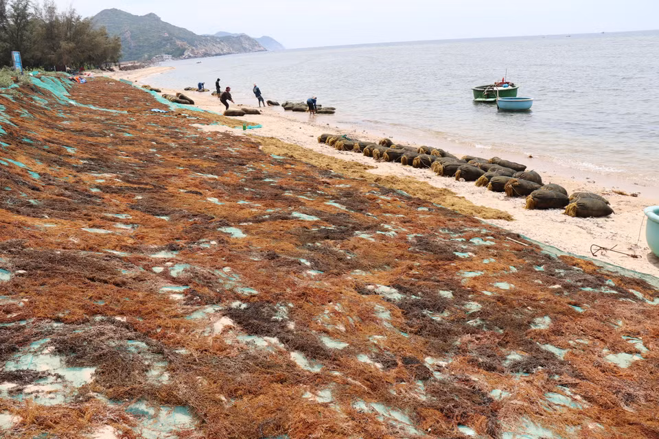 Residentes de Vinh Hai secan sargazo en la playa para los comerciantes. (Foto: VNA)