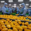 Procesamiento de productos agrícolas para la exportación por la empresa B'LaoFood. (Foto: VNA)