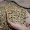 El café robusta de Vietnam (Foto: VNA)
