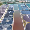 Zona de cultivo intensivo de camarones de la empresa Marisco Limpio de Vietnam (Foto: VNA)