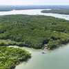 El bosque de manglares de Can Gio, un ecosistema sumidero de carbono, contribuye a la generación de créditos de carbono para el funcionamiento del mercado de carbono de Vietnam. (Foto: VNA)