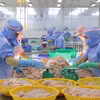 Procesamiento de productos acuícolas para la exportación en la provincia de An Giang. (Foto: VNA)